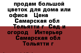 продам большой цветок для дома или офиса › Цена ­ 5 000 - Самарская обл., Тольятти г. Сад и огород » Интерьер   . Самарская обл.,Тольятти г.